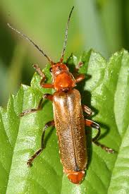 Attēlu rezultāti vaicājumam “Cantharis livida”