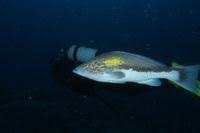 Image result for Epinephelus costae