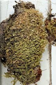 Attēlu rezultāti vaicājumam “Philonotis marchica”