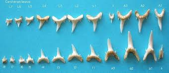 Image result for Carcharias taurus