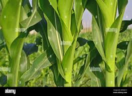 Attēlu rezultāti vaicājumam “Zea mays leaf”