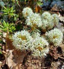 Attēlu rezultāti vaicājumam “Ledum palustre flower”