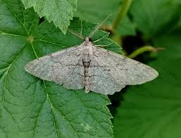 Attēlu rezultāti vaicājumam “Hypomecis punctinalis”