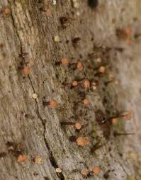 Attēlu rezultāti vaicājumam “Sclerophora pallida”