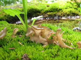 Attēlu rezultāti vaicājumam “Arrhenia spatulata”