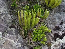 Attēlu rezultāti vaicājumam “Huperzia selago”