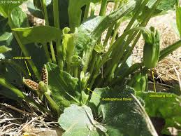 Attēlu rezultāti vaicājumam “Viola uliginosa leaf”