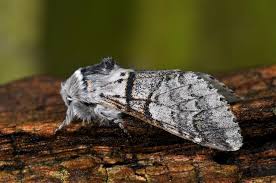 Attēlu rezultāti vaicājumam “Furcula bifida”