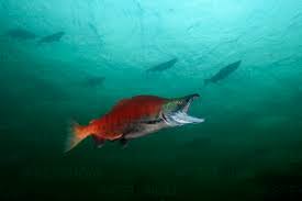 Image result for Oncorhynchus nerka