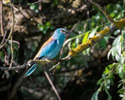 Attēlu rezultāti vaicājumam “Coracias garrulus adult”