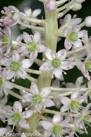 Attēlu rezultāti vaicājumam “Phytolacca acinosa flower”