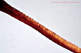 Attēlu rezultāti vaicājumam “Sciuro-hypnum curtum sporophyte”