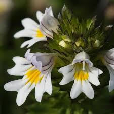Attēlu rezultāti vaicājumam “Euphrasia”