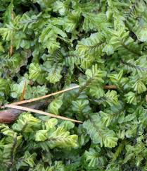 Attēlu rezultāti vaicājumam “Plagiochila asplenioides”