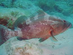 Image result for Epinephelus morio