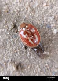 Attēlu rezultāti vaicājumam “Myzia oblongoguttata”