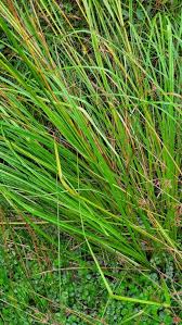Attēlu rezultāti vaicājumam “Scirpus sylvaticus leaf”