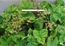 Attēlu rezultāti vaicājumam “Fragaria moschata leaf”