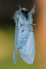 Attēlu rezultāti vaicājumam “Leucodonta bicoloria imago”