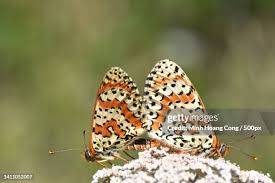 Attēlu rezultāti vaicājumam “Mellicta athalia”