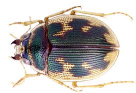 Attēlu rezultāti vaicājumam “Omophron limbatum”