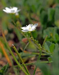 Attēlu rezultāti vaicājumam “Sagina nodosa flower”