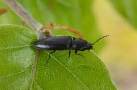 Attēlu rezultāti vaicājumam “Ectinus aterrimus”