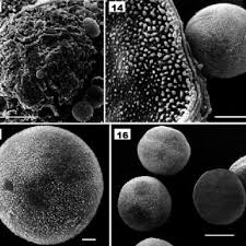Attēlu rezultāti vaicājumam “Badhamiopsis scripta sessile”