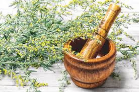 Attēlu rezultāti vaicājumam “Artemisia absinthium”