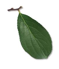 Attēlu rezultāti vaicājumam “Aronia melanocarpa leaf”