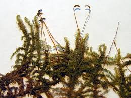 Attēlu rezultāti vaicājumam “Atrichum flavisetum sporophyte”