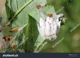 Attēlu rezultāti vaicājumam “Yponomeuta malinellus / cagnagella”