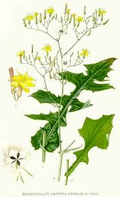 Attēlu rezultāti vaicājumam “Mycelis muralis”