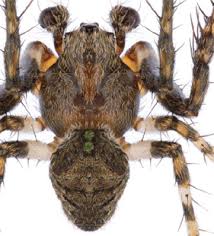 Attēlu rezultāti vaicājumam “Gibbaranea gibbosa”