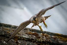 Image result for Herts Falcons