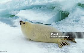 Image result for Pagophilus groenlandicus