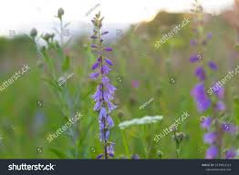 Attēlu rezultāti vaicājumam “Campanula bononiensis”