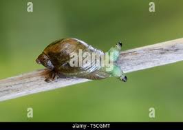 Attēlu rezultāti vaicājumam “Leucochloridium paradoxum”