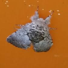 Attēlu rezultāti vaicājumam “Paracorymbia maculicornis imago”