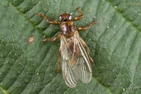 Attēlu rezultāti vaicājumam “Lipoptena cervi”