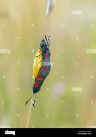 Attēlu rezultāti vaicājumam “Zygaena lonicerae larva”