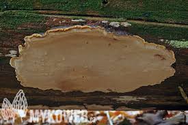 Attēlu rezultāti vaicājumam “Phellinus nigrolimitatus”