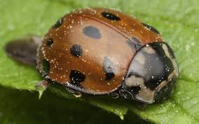 Attēlu rezultāti vaicājumam “Anatis ocellata”