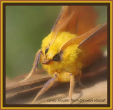Attēlu rezultāti vaicājumam “Alloeotomus sp.”