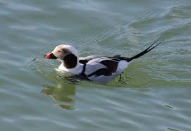 Attēlu rezultāti vaicājumam “Clangula hyemalis male”