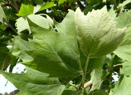 Attēlu rezultāti vaicājumam “Platanus x hispanica (syn. Platanus x acerifolia) leaf”