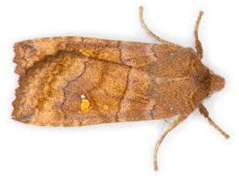 Attēlu rezultāti vaicājumam “Eupsilia transversa”