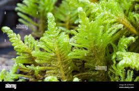 Attēlu rezultāti vaicājumam “Ptilium crista-castrensis”