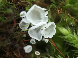 Attēlu rezultāti vaicājumam “Rimbachia neckerae”