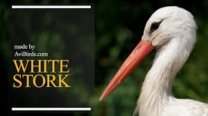 Attēlu rezultāti vaicājumam “Ciconia ciconia”